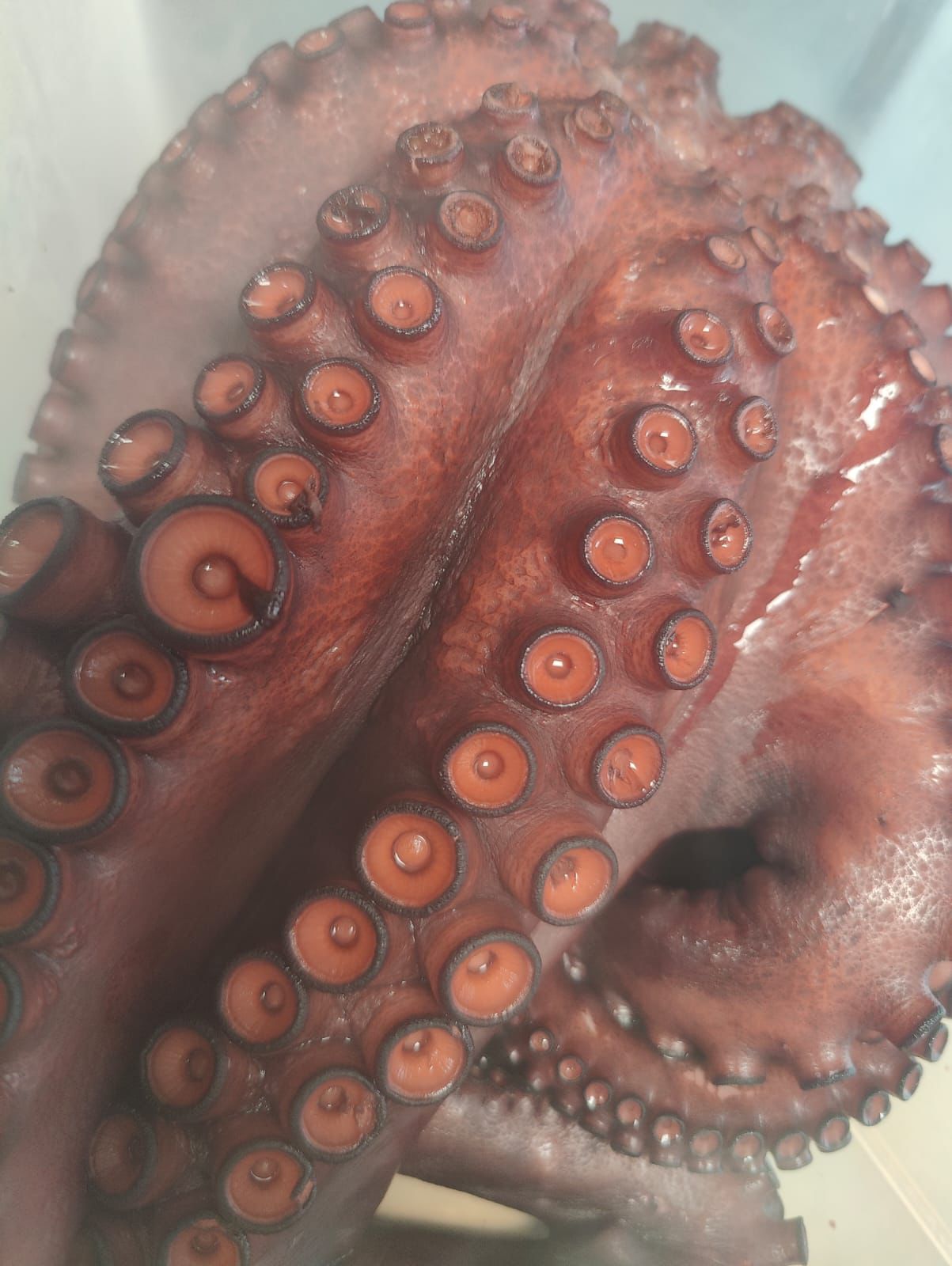 Pulpo gallego fresco Carrumeiro